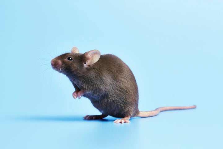 Experts share how to deal the next time you see this guy in your home.