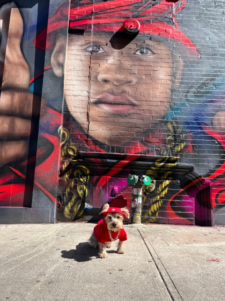 Sunset Park Yorkie Louie is dressing as rapper LL Cool J in a red shirt red hat and large gold chain
