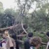 12 Injured After Tree Falls During Graduation Ceremony * 100PercentFedUp.com * by Andi