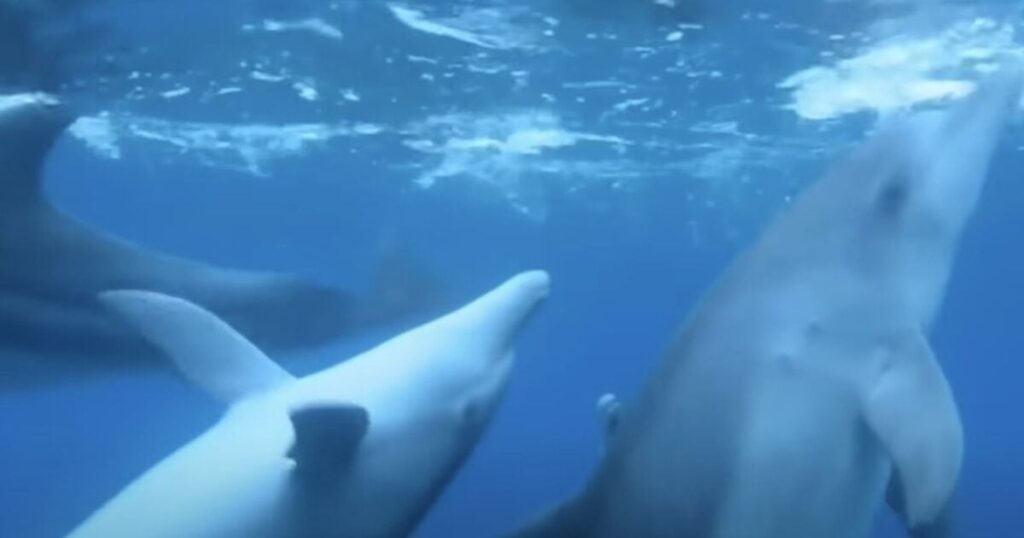 Florida Man Who Shot and Poisoned Protected Dolphins Receives Extremely Weak Sentence * 100PercentFedUp.com * by Anthony T