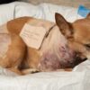 Politics: after penny the chihuahua's pit bull mauling, ny should
