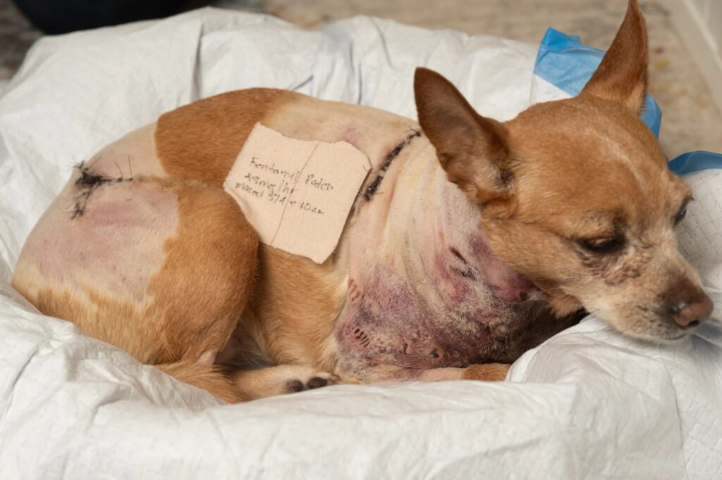 Politics: after penny the chihuahua's pit bull mauling, ny should