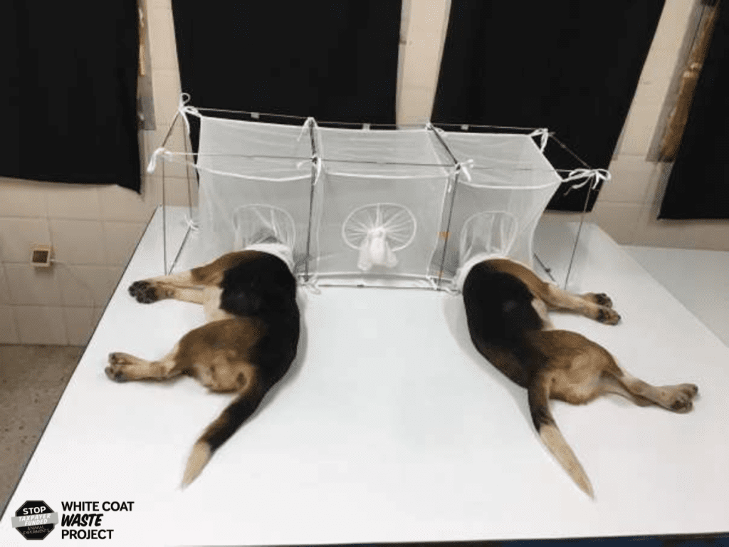 Politics: nih closes last in house beagle laboratory – one america