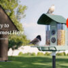 Beako Kiwibit bird feeder camera in situ in a garden