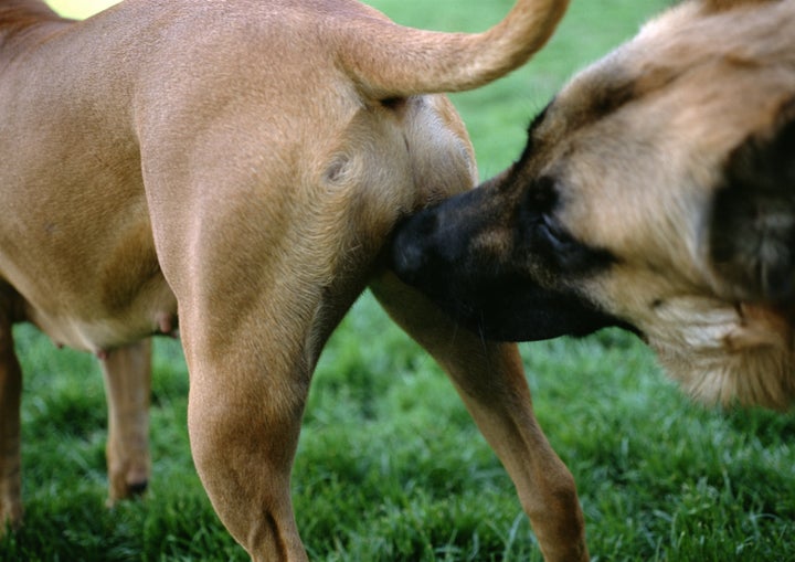 Travel & lifestyle: here's why dogs sniff your crotch when