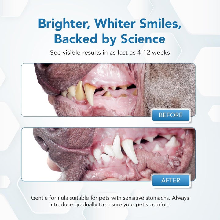 The Spanielbuns doggy dental powder can help with your dog's breathe and their teeth health. Get it on sale.