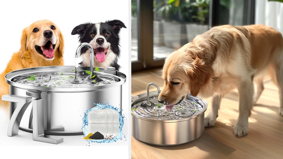 Travel & lifestyle: water fountains can help your pet's health,
