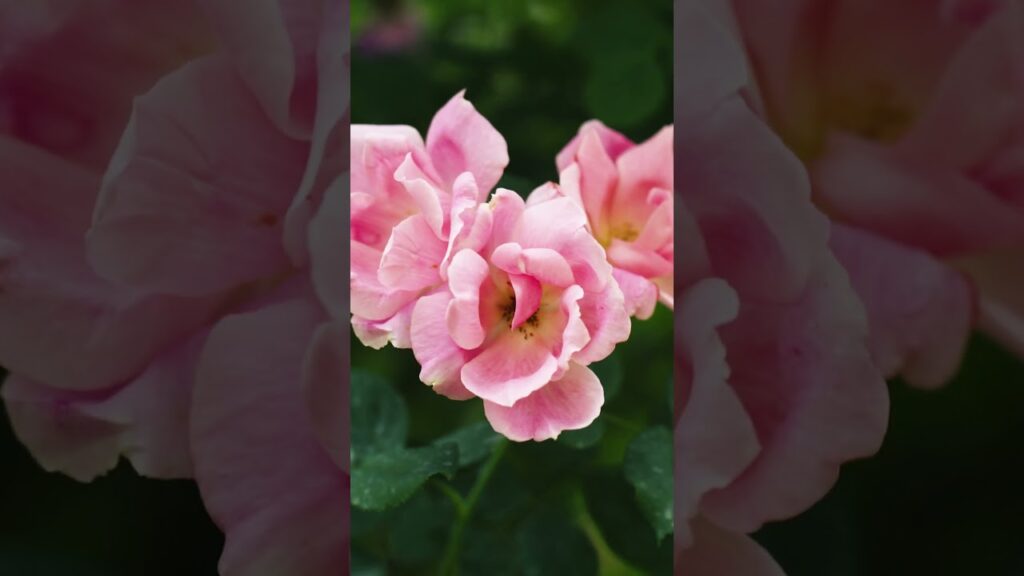 The Rose Garden is showing off and slaying—and we’re not complaining. 🌹