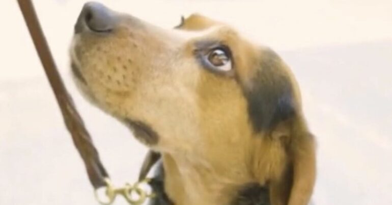 Man Deported After "Violently" Kicking CBP Beagle That Sniffed Out Prohibited Food At Airport * 100PercentFedUp.com * by Danielle