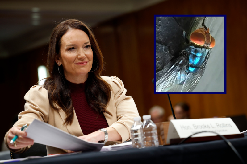 U.S. to build $8.5M ‘fly-breeding facility’ to fight cattle parasite outbreak – One America News Network