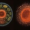 Politics: constraining ‘cell death’, necrosis; is this the key to
