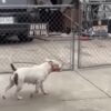 Politics: elderly man mauled to death in dog attack that