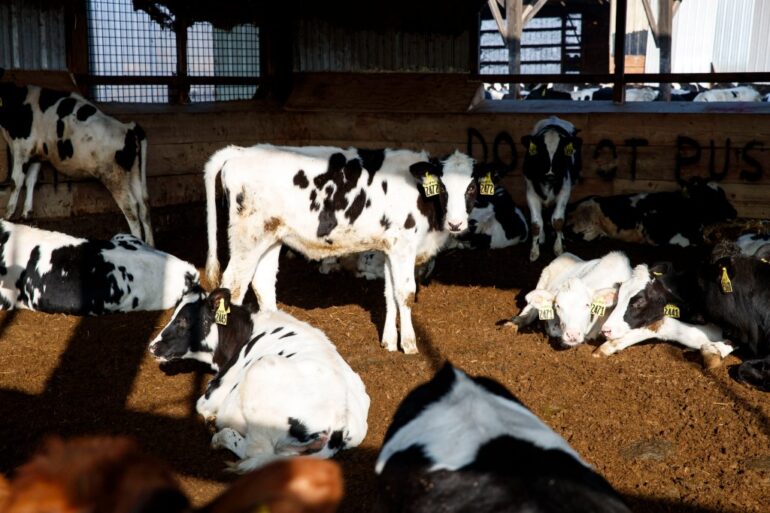 cows on a barn in New York