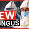 The Deadly FUNGUS Chinese "Scholars" Have Snuck into the MIDWEST