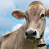 Satire news: cow slaughtered for its bell