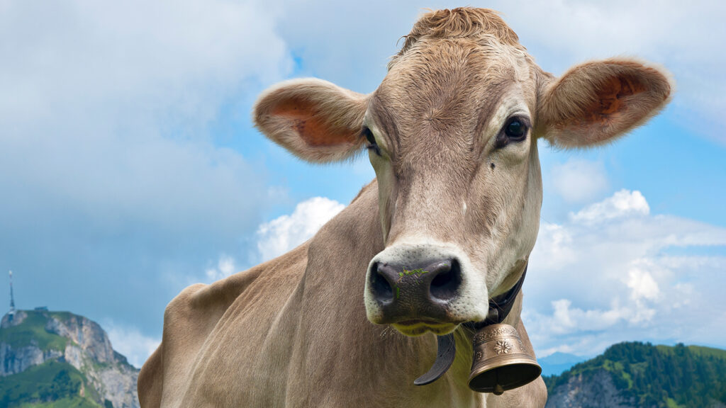 Satire news: cow slaughtered for its bell