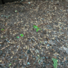 “After we moved into our new home, we discovered the yard was covered in peanut shells,” the author writes. “They had accumulated over the years because our neighbor fed peanuts to the wildlife.”