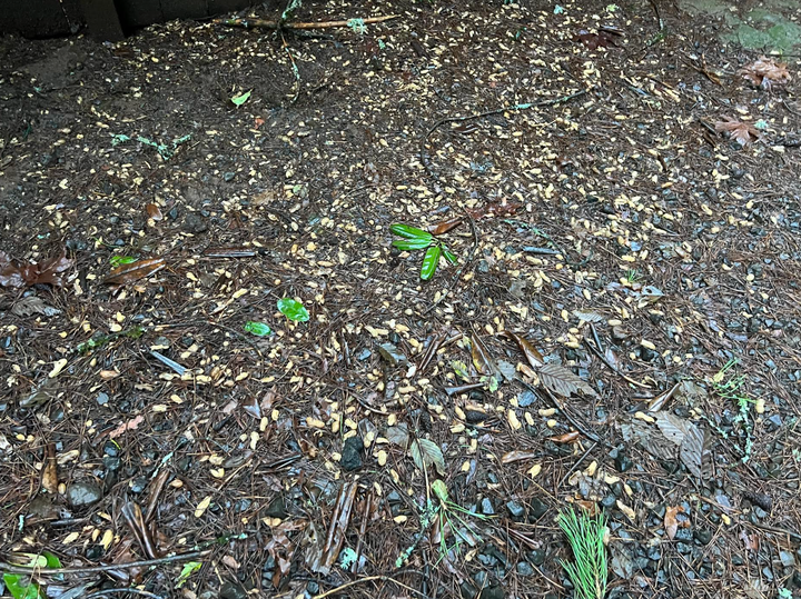 “After we moved into our new home, we discovered the yard was covered in peanut shells,” the author writes. “They had accumulated over the years because our neighbor fed peanuts to the wildlife.”
