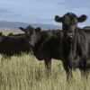 Is Your “Made In the USA” Beef Actually Made In the USA? * 100PercentFedUp.com * by Noah