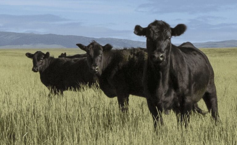 Is Your “Made In the USA” Beef Actually Made In the USA? * 100PercentFedUp.com * by Noah