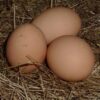Justice Department Claims Democrat-Led State Is Contributing To Increased Egg Prices In Lawsuit * 100PercentFedUp.com * by Danielle