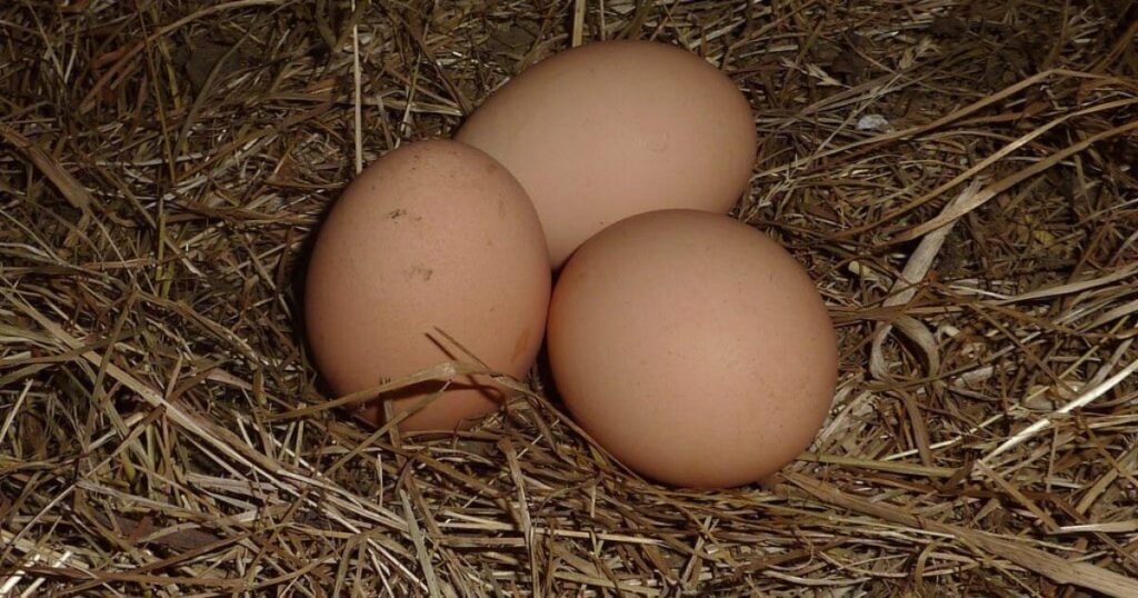 Justice Department Claims Democrat-Led State Is Contributing To Increased Egg Prices In Lawsuit * 100PercentFedUp.com * by Danielle