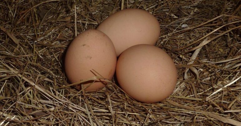 Justice Department Claims Democrat-Led State Is Contributing To Increased Egg Prices In Lawsuit * 100PercentFedUp.com * by Danielle