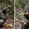 Scrumping of fruit by left; a gorilla, and right; a chimpanzee.