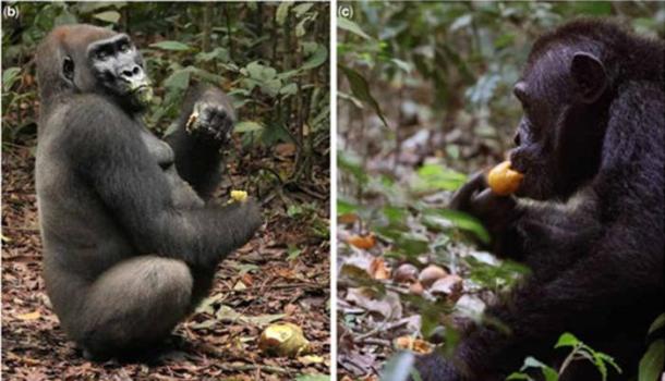 Scrumping of fruit by left; a gorilla, and right; a chimpanzee.