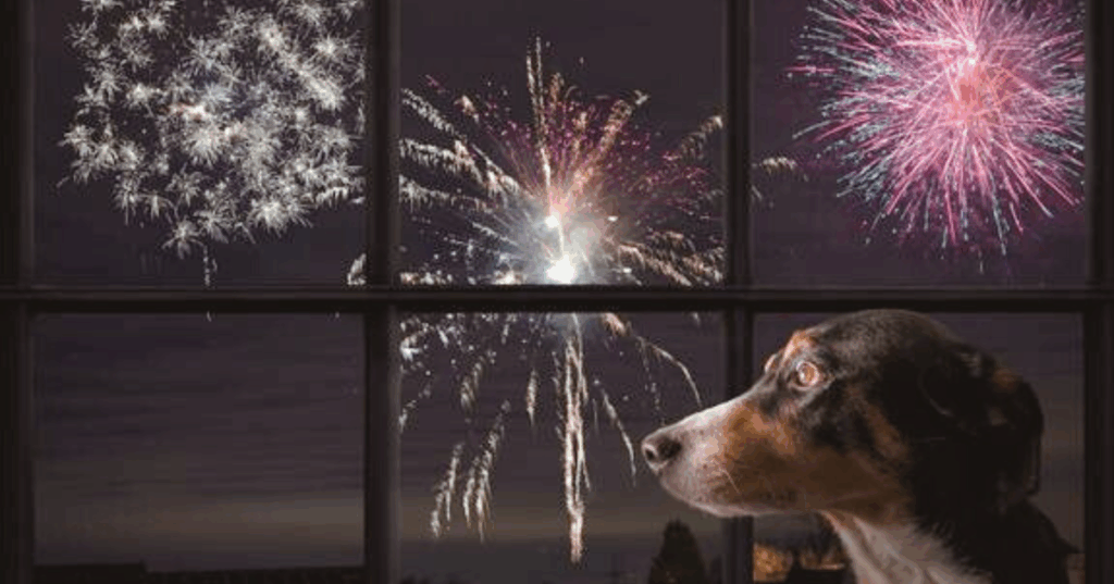 Travel & lifestyle: 10 calming products if your pet is