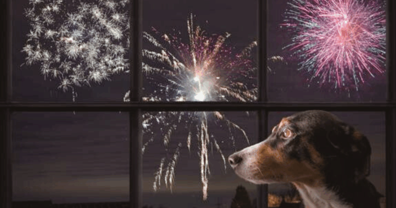 Travel & lifestyle: 10 calming products if your pet is
