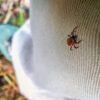 Wearing light-colored clothing can make ticks more visible to the naked eye.