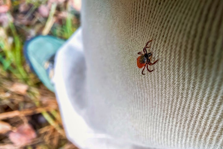 Wearing light-colored clothing can make ticks more visible to the naked eye.