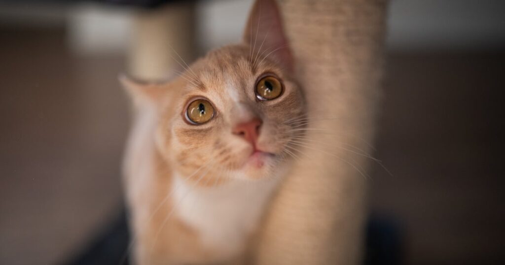 Travel & lifestyle: catit self grooming brush is a 'hidden treasure'