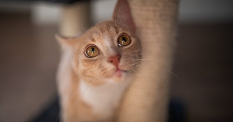Travel & lifestyle: catit self grooming brush is a 'hidden treasure'