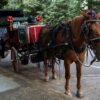 Politics: ignore the blowhard activists— keep horse carriages in central