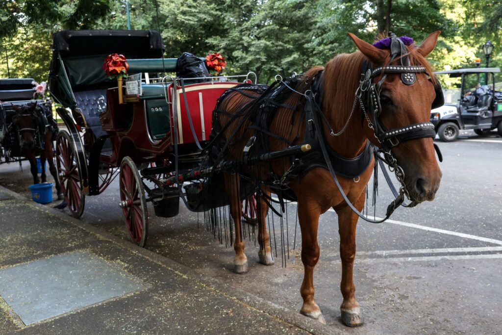 Politics: ignore the blowhard activists— keep horse carriages in central