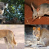 Satire news: australia admits all those animals made up