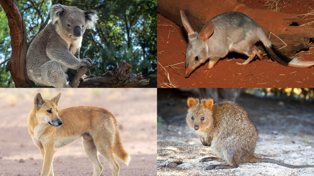 Satire news: australia admits all those animals made up