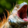 Satire news: iguana surprisingly un chill