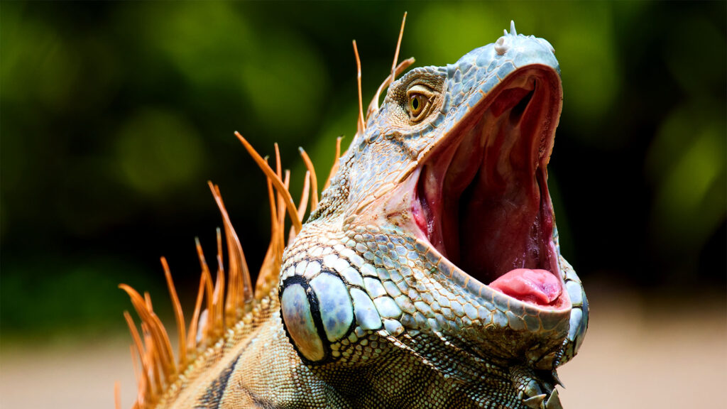 Satire news: iguana surprisingly un chill