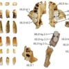 Graphic of the teeth used in the study.