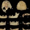 Human bone specimens used to estimate age at death, showing evidence of processing and damage consistent with systematic cannibalism