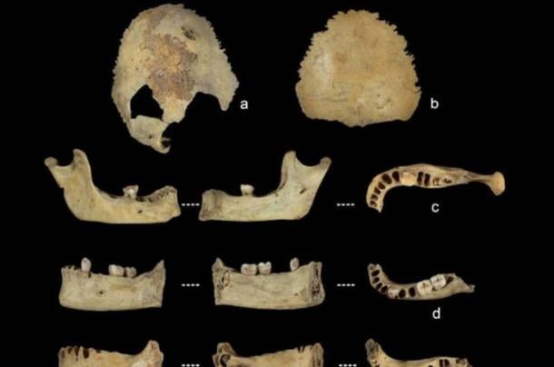 Human bone specimens used to estimate age at death, showing evidence of processing and damage consistent with systematic cannibalism