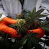 Stock market: weed stocks rally as trump is said to