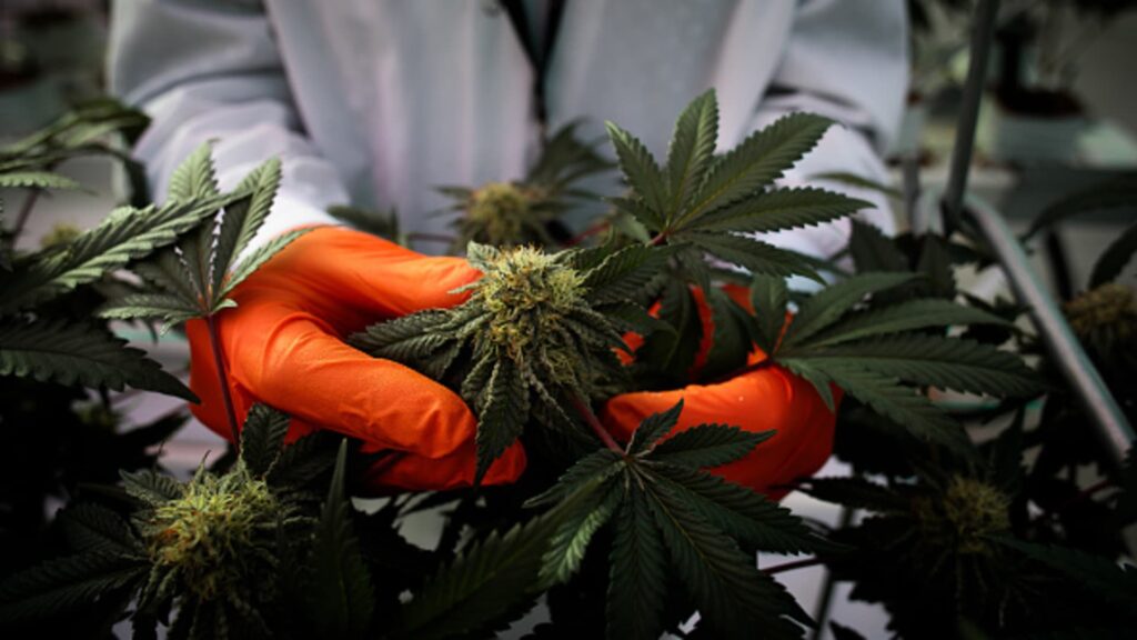 Stock market: weed stocks rally as trump is said to