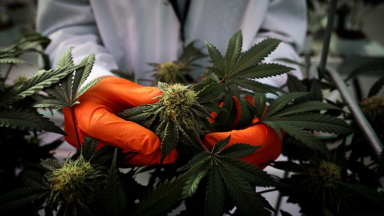 Stock market: weed stocks rally as trump is said to