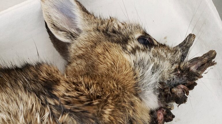Travel & lifestyle: rabbits in colorado suddenly growing 'horns' on