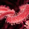 Legionella pneumophila is the most common cause of Legionnaires’ disease.