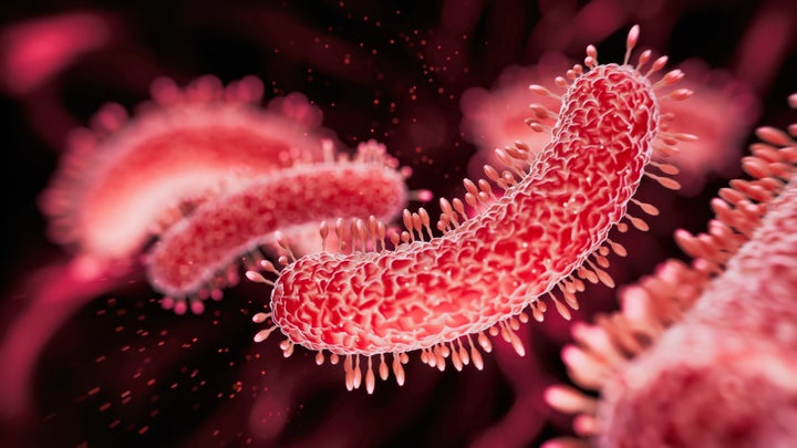 Legionella pneumophila is the most common cause of Legionnaires’ disease.